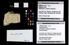 Foto (Objekt + Etikett) von Goniodromites sp.  (NHMW-GEO-1990-0041-4003)